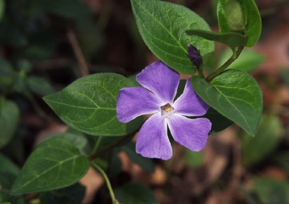 apartment for rent - Warszawa, Mokotów, Bielawska