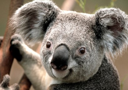 wohnung zu verkaufen - Warszawa, Włochy