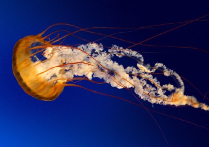 mieszkanie na sprzedaż - Warszawa, Bemowo